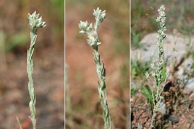 Logfia arvensis   Filago arvensis